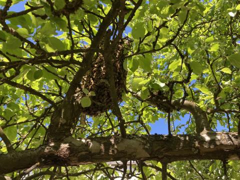 Die Schulbienen schwärmten